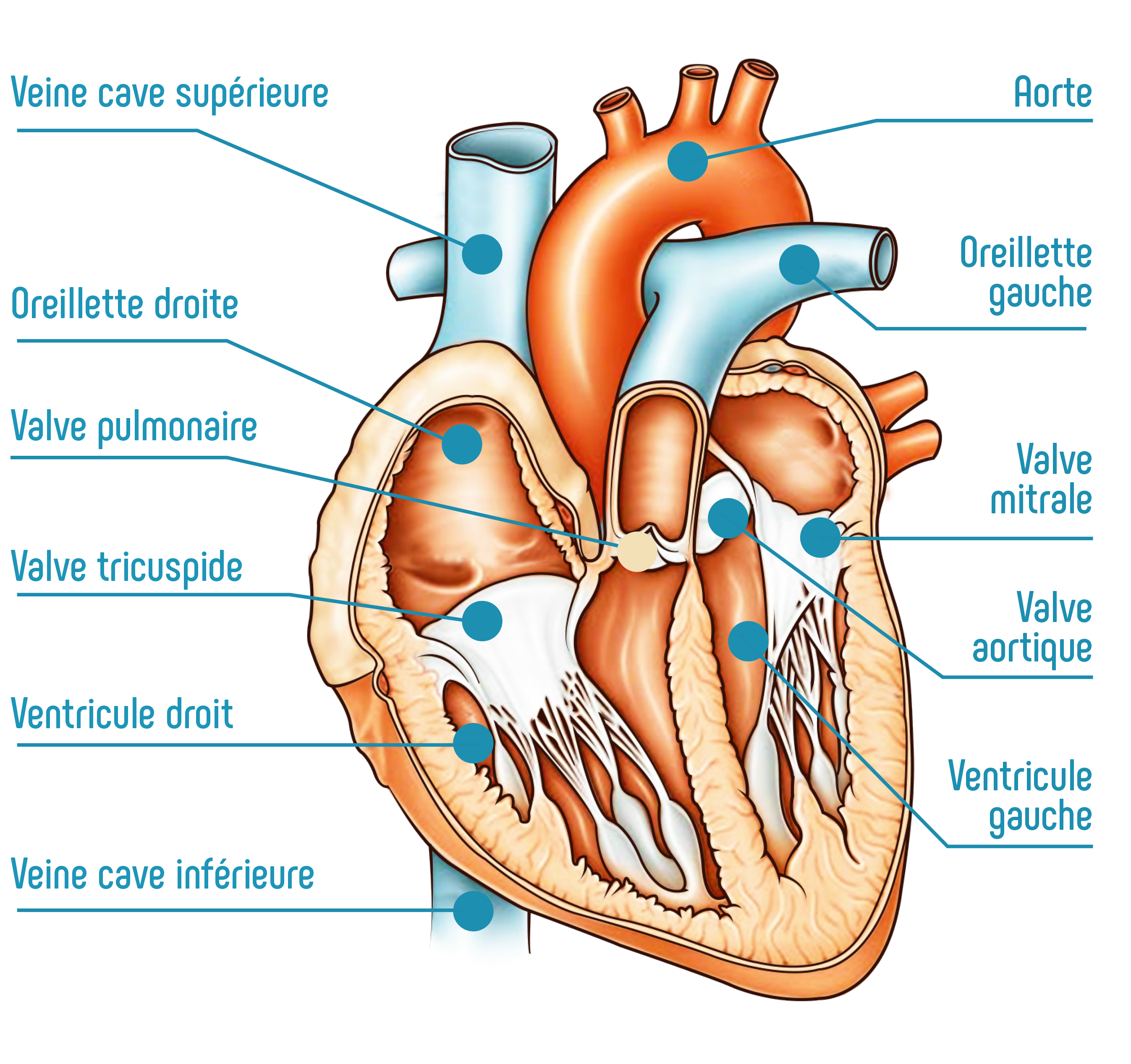 Modèle anatomique du cœur humain, agrandi 2 fois, en 4 parties