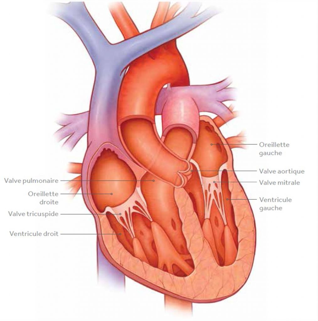 Une valve cardiaque est un - Anatomie du corps humain